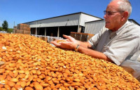 alimentaires-vente-de-noisette-puree-manguegingembre-constantine-algerie