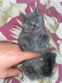 Chat Scottish fold british shorthair pire race 