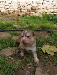 chien-chiot-husky-medea-algerie