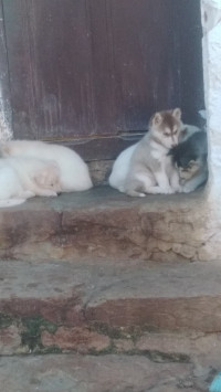 chien-chiot-husky-medea-algerie