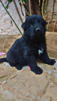 كلب-chiot-berger-allemand-noir-المدية-الجزائر