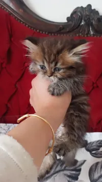 Persan chinchilla 