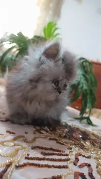 Persan chinchilla pure race 