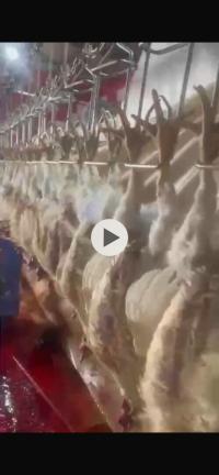 مسلزمات-زراعية-مسلخ-دجاج-حاسي-بحبح-الجلفة-الجزائر