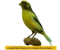 Canari raza mêle 23 wadjad haba 