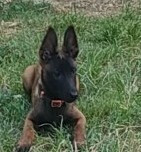 chien-malinois-boudouaou-boumerdes-algerie