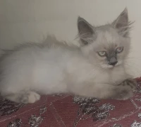 Chatons croisés persan 