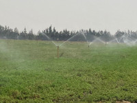 terrain-agricole-vente-djelfa-ain-oussara-algerie