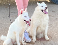 chien-un-husky-alger-centre-algerie