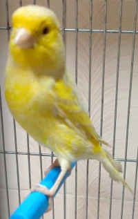 Femelle canari satiné mosaïque jaune 