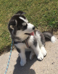 chien-husky-2-mois-dar-el-beida-alger-algerie