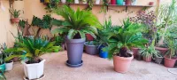Cycas 