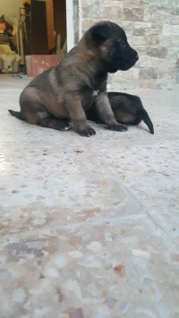 Chiots malinois 