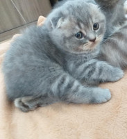 chat-scottish-fold-mal-alger-centre-algerie