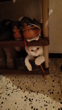 Chat Person 