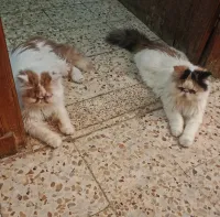 Chat persan van 