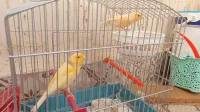 Couple canari