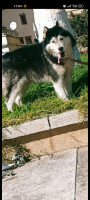 chien-husky-siberien-poil-long-ain-benian-alger-algerie