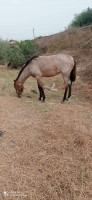 animaux-de-ferme-حمادي-بومرداس-hammedi-boumerdes-algerie