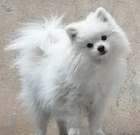 spitz nain