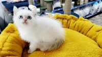 Un bon chaton blanc