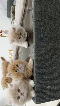 chat persan