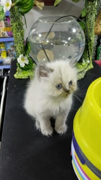 chat persan 