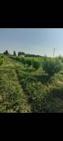 terrain-agricole-vente-blida-ben-khellil-algerie