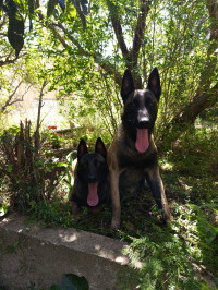 chien-chiots-malinois-cherchell-tipaza-algerie