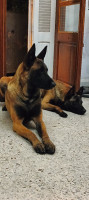 chien-chiots-malinois-pure-race-bouzareah-alger-algerie