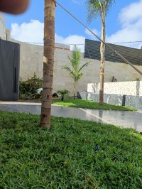 تنظيف-و-بستنة-gazon-naturel-et-plantes-بوفاريك-البليدة-الجزائر
