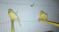 bird-couples-canaris-jaunes-cherchell-tipaza-algeria
