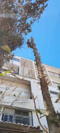 تنظيف-و-بستنة-abattage-des-arbres-بوزريعة-الجزائر