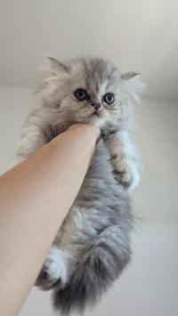 قطة-chatons-scottish-fold-et-persans-a-vendre-دالي-ابراهيم-الجزائر