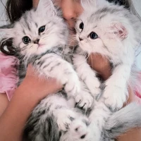 2 chatons persans gris / blanc  