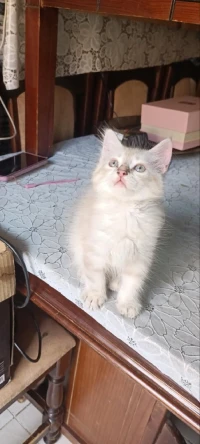 vente chats 