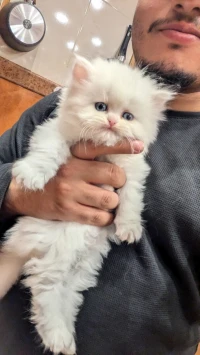 Chaton persan 2 mois Pure Race