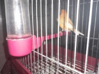 Canari