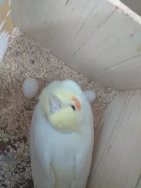 كوكتيل حبشي و لاتيني
