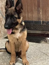 Chien berger allemand 