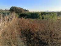 terrain-location-boumerdes-zemmouri-algerie