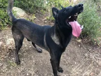 Chiot malinois charboné