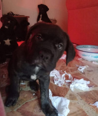 chien-cane-corso-annaba-algerie