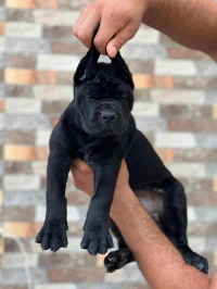 Cane corso
