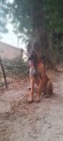 chien-malinois-mal-a-vendre-ait-oumalou-tizi-ouzou-algerie