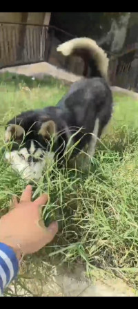 chien-husky-siberien-pedigree-alger-centre-algerie