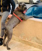 chien-cane-corso-souk-ahras-algerie