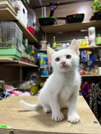 Chaton mâle angora 2mois