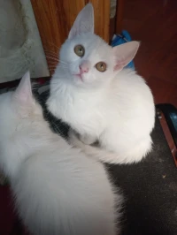 Chat angora femelle yeux vert