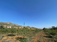 terrain-agricole-vente-tipaza-nador-algerie